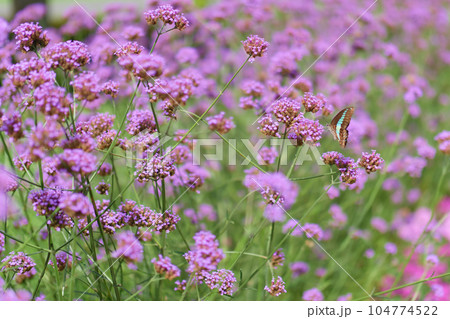 ピンクの花が咲いた ピンクの花が咲いた 104774522