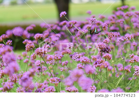 ヤナギハナガサの花が咲いています 104774523