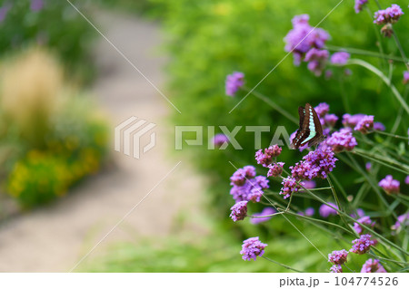 道端に咲いた紫の花 104774526