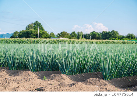 初夏の山形村　ねぎ畑 104775614