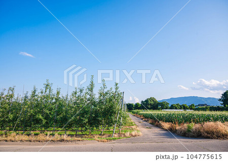リンゴとトウモロコシ畑　山形村 104775615