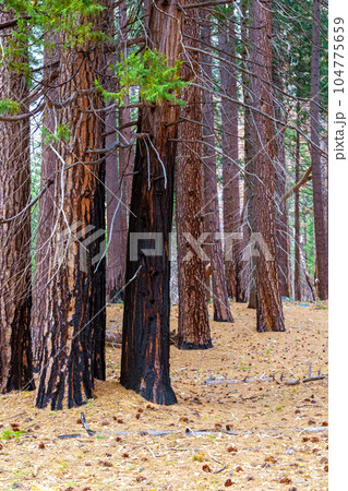 Burnt Sequoia Trunk Burnt Sequoia Trunk 104775659