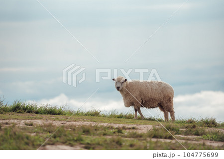 The beautiful scenery of a lone sheep walking and eating in the meadow. The beautiful scenery of a lone sheep walking and eating in the meadow. 104775699