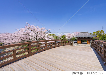 桜の季節の大口町 堀尾跡公園 姥堂と裁断橋 104775927