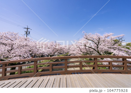 桜の季節の大口町 堀尾跡公園 姥堂と裁断橋 桜の季節の大口町 堀尾跡公園 姥堂と裁断橋 104775928