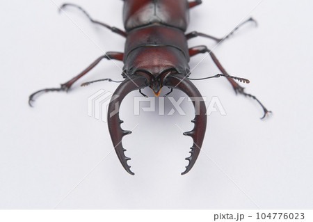 大型のノコギリクワガタの大顎のアップ 大型のノコギリクワガタの大顎のアップ 104776023