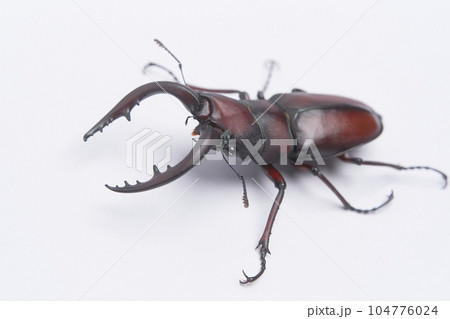 白背景の一匹の大型の国産ノコギリクワガタ 104776024