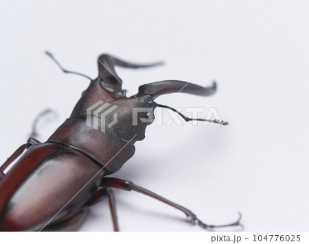 斜め後ろからの国産ノコギリクワガタのオスのアップ 斜め後ろからの国産ノコギリクワガタのオスのアップ 104776025