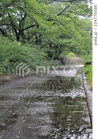 雨上がりの遊歩道 雨上がりの遊歩道 104776086