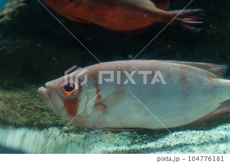 水族館の魚 104776181