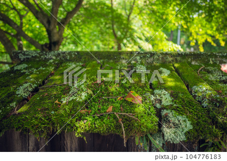 【馬籠峠】苔と新緑と木漏れ日【サムライロード】 104776183