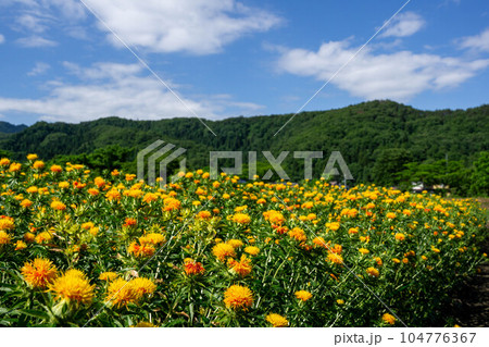 べに花畑 104776367