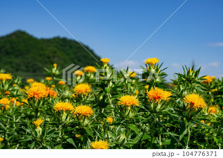 べに花畑 104776371