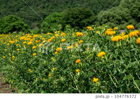 べに花畑 べに花畑 104776372