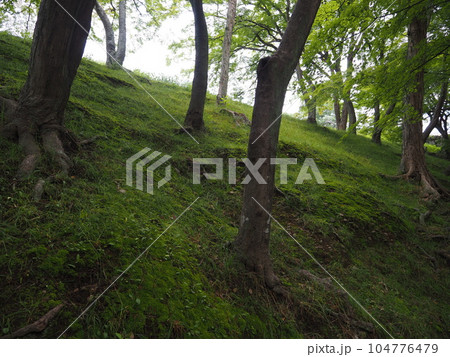 苔のある風景 苔のある風景 104776479