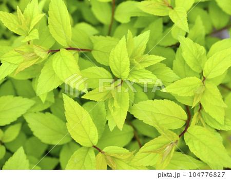 Green leaves of Japanese spirea. Background of green leaves. Green leaves of Japanese spirea. Background of green leaves. 104776827