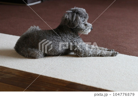 とプードルがソファーの前で座っている様子 座っているトイプードルの横顔 リラックスした表情 とプードルがソファーの前で座っている様子 座っているトイプードルの横顔 リラックスした表情 104776879