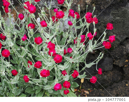 スイセンノウ (酔仙翁)のある風景 104777001