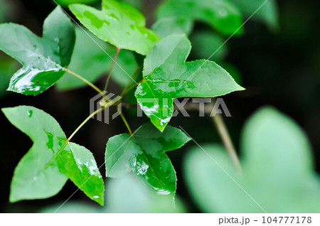 maple leaf, maple leaves or green leaf in rainy day maple leaf, maple leaves or green leaf in rainy day 104777178