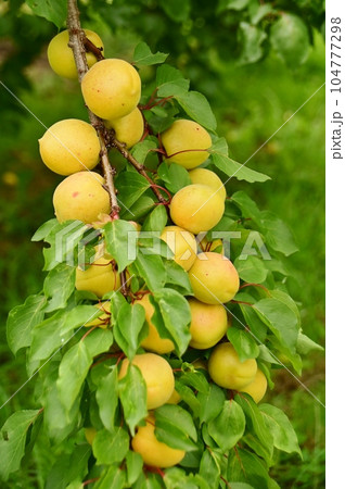 たわわに実ったあんずの一枝 104777298
