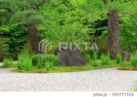 京都　蘆山寺　桔梗の花咲く源氏庭 104777328