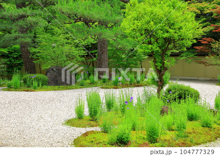 京都　蘆山寺　桔梗の花咲く源氏庭 104777329