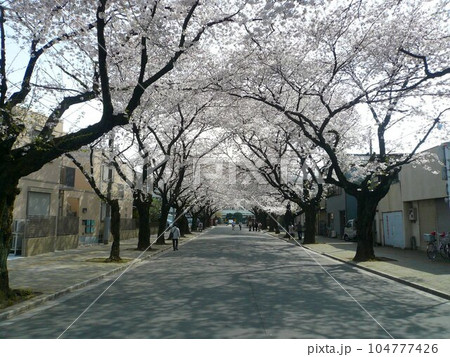 川越女子高校前の桜並木 (埼玉県川越市) 川越女子高校前の桜並木 (埼玉県川越市) 104777426