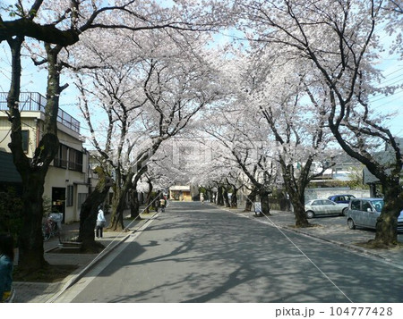 川越女子高校前の桜並木　（埼玉県川越市） 104777428