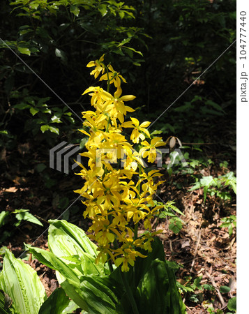 キエビネのある風景 104777440