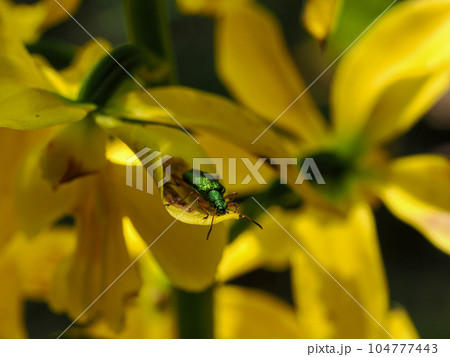 アオハムシダマシのいる風景 アオハムシダマシのいる風景 104777443