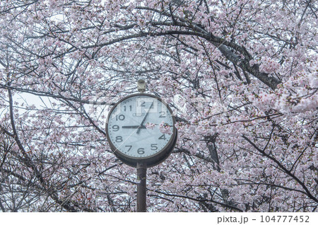 桜と時計 104777452