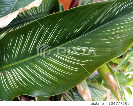 Close up of pin stripe plant  104777506