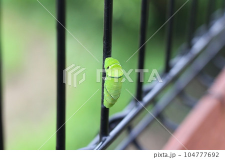 アゲハ蝶の幼虫が糸でフェンスに固定して蛹化している様子　ナミアゲハの蛹 104777692