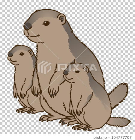 Parent and child of marmot Parent and child of marmot 104777707