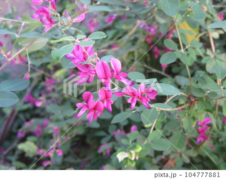 萩の花 萩の花 104777881