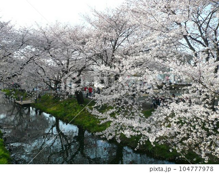 誉桜 (埼玉県川越市) 誉桜 (埼玉県川越市) 104777978