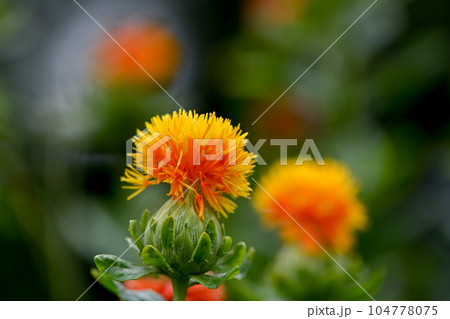 紅花 紅花 104778075