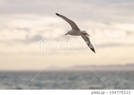 Big white seagull flying over the mediterranean sea near Nice, France Big white seagull flying over the mediterranean sea near Nice, France 104778112