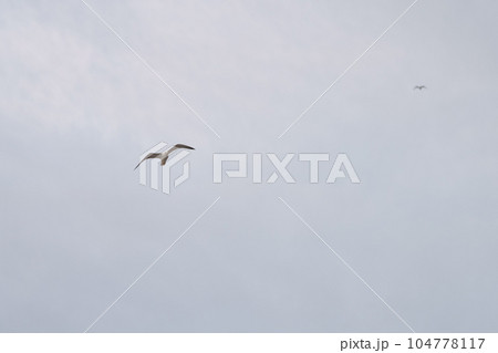 Seagull flying in the sky over mediterranean sea 104778117