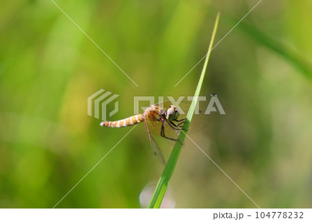羽化直後のハッチョウトンボのメス 104778232