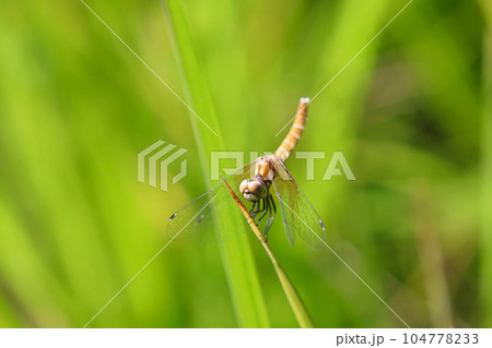 羽化直後のハッチョウトンボのメス 104778233