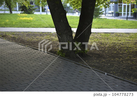 Trees and a path in a summer city park. Beautiful greenery and a summer park. 104778273