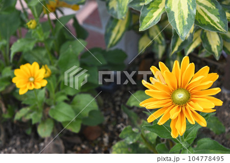 ルドベキア　アマリロゴールド 104778495