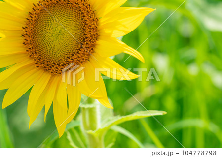 ひまわり ・夏 イメージ 104778798