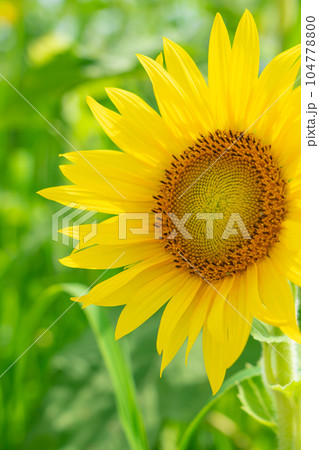 ひまわり ・夏 イメージ 104778800