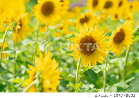 ひまわり ・夏 イメージ 104778902