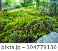 苔のある風景 104779136