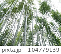 真っ直ぐに伸びる竹林 104779139