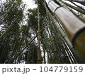 竹林を見上げる 104779159