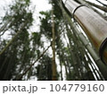 竹に囲まれた 104779160